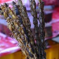 Spiedino di insetti